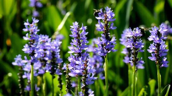 大黄蜂为紫色水生花朵授粉