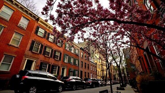 春天的纽约街头樱花盛开
