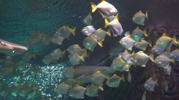 鱼缸里漂浮着一群白色的热带鱼鲨鱼出现