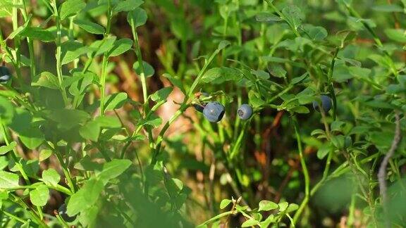 夏天在瑞典北部采摘蓝莓