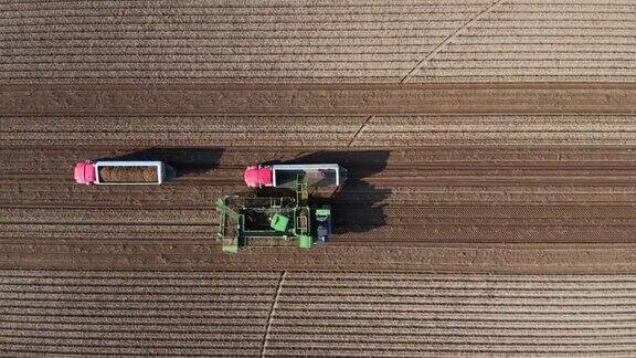 收获新鲜土豆的卡车和农业机械的鸟瞰图