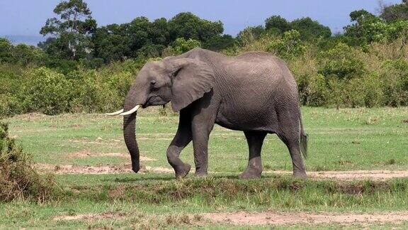 非洲象loxodontaafricana肯尼亚马赛马拉公园实时4K