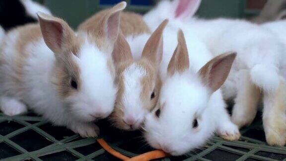 可爱的毛绒绒的浅棕色和白色的小兔子