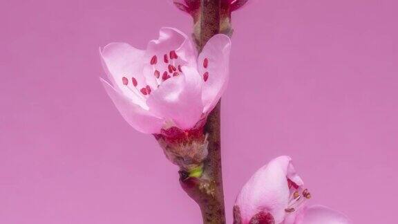 春天的花桃花在桃红色的背景上绽放
