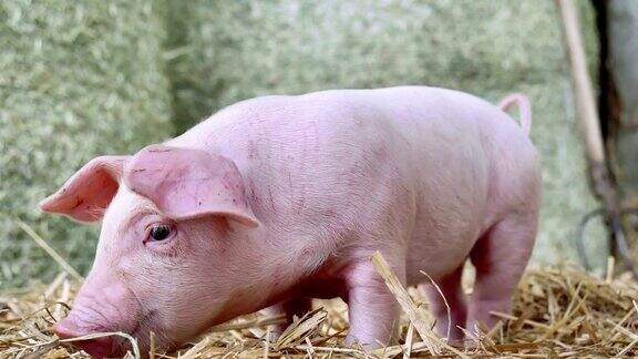一只刚出生的小猪站在农场的一根稻草上