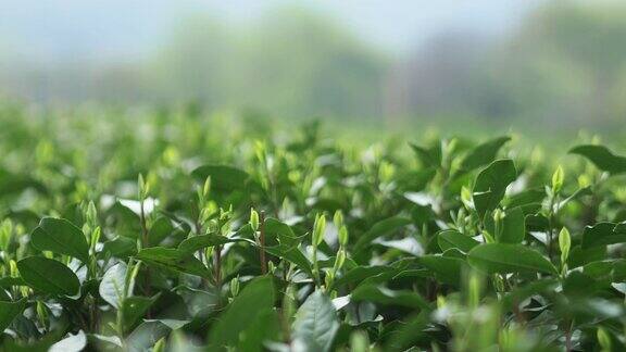 中国的茶叶种植园