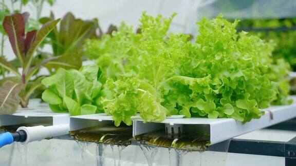 水培温室中的蔬菜用营养液种植植物而不是用土壤种植