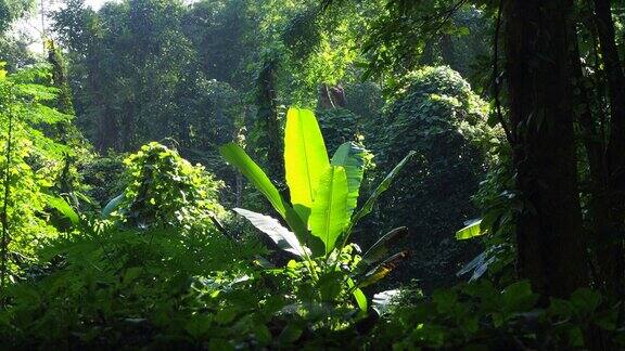 阳光下的热带雨林中的芭蕉叶