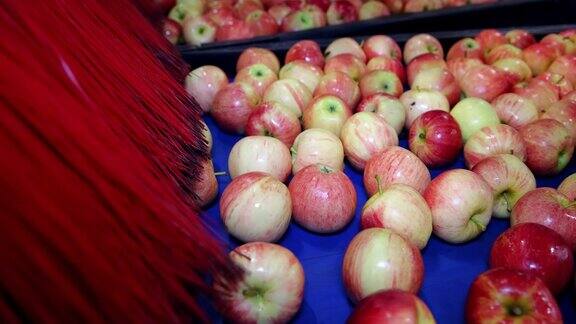 在水果仓库的传送带上清洗新鲜苹果