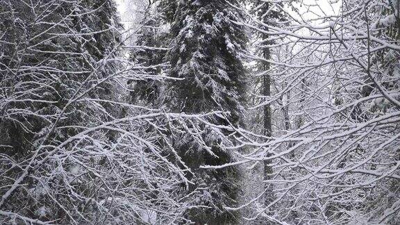 森林里的降雪