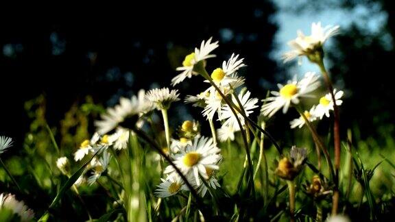 春天的雏菊在阳光明媚的日子里开花