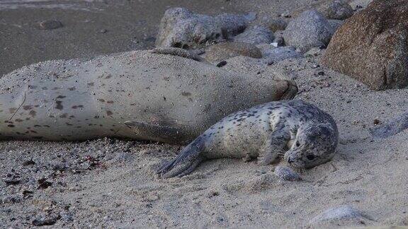 海滩上海豹妈妈和顽皮的小狗