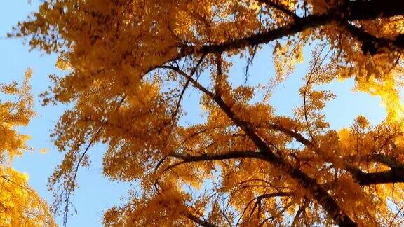 秋天银杏叶的明黄色