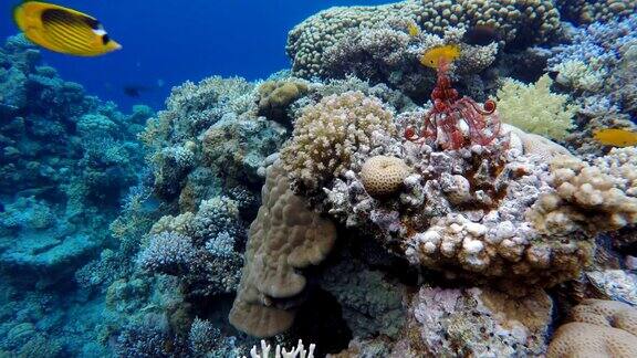 热带鱼珊瑚礁水下生活