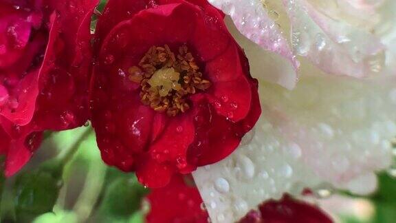 树上的小红玫瑰带着雨滴