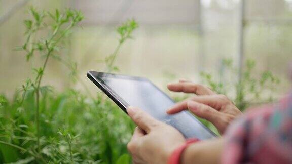 年轻的女农民在蔬菜农场使用数码平板电脑