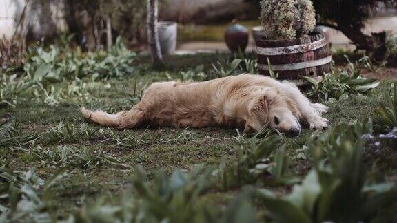 雄性金毛猎犬满身泥草破坏院子里的鲜花股票视频