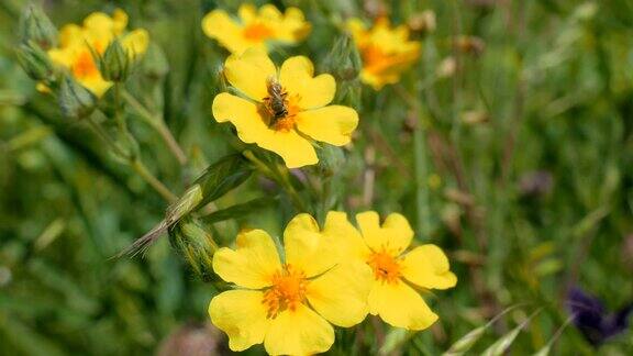 蜜蜂在黄色的野花上