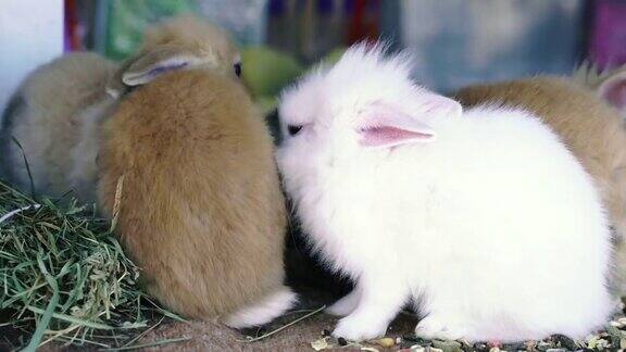 兔子家养白兔和红兔