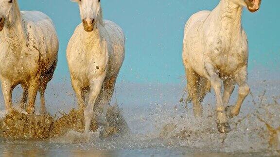 SLOMO马在海滩浅水中奔跑