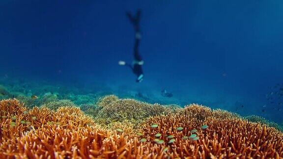 在印度尼西亚的国家公园里鱼儿游过珊瑚礁