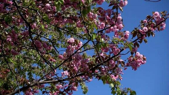 蓝天下的樱花枝