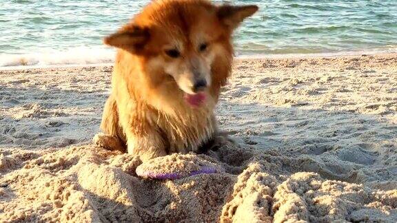 快乐的威尔士柯基绒毛狗宠物在沙滩上玩