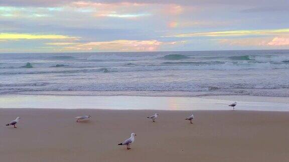 海鸥从海滩飞上岸