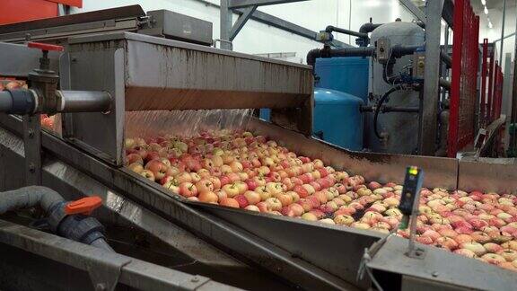 水果加工厂设备新鲜苹果在水箱输送机中漂浮洗涤和运输