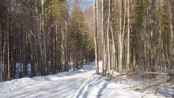 在森林里越野滑雪