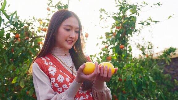 清新无忧的旅行者亚洲美女女享受有橘子田花园韩国济州岛