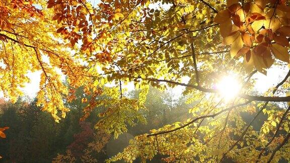 五彩缤纷的秋天季节森林里的树叶从树上落下