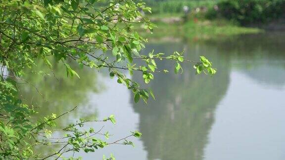 洛湿地公园麟贵桂林广西中国