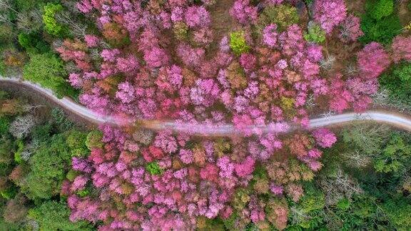 泰国北部热带森林中盛开的樱桃树4K鸟瞰图镜头泰国