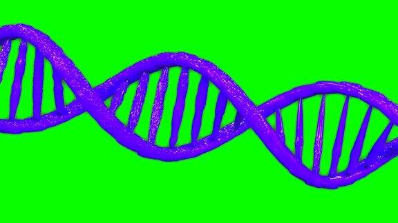 紫色DNA双螺旋基因模型动画