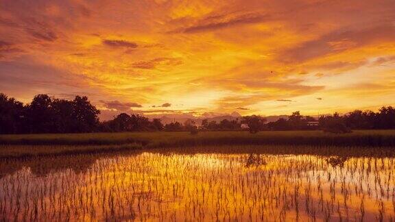时间流逝:稻田和早晨美丽的日出