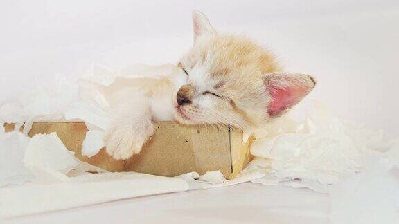 在纸巾盒里睡觉的小猫