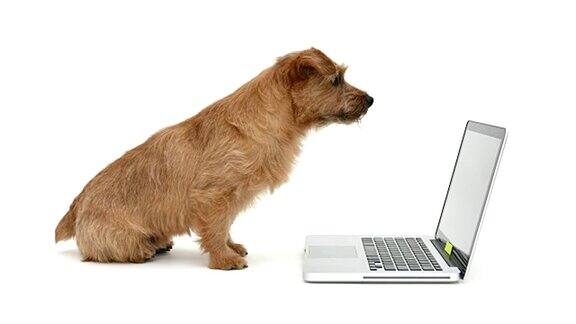 诺福克梗狗看起来像电脑4k