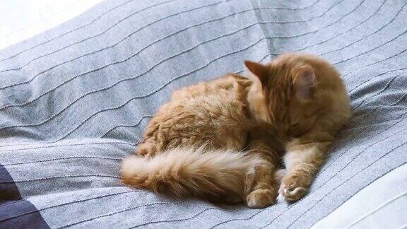 可爱的姜黄色小猫躺在床上的灰色毯子上毛茸茸的宠物正在舔爪子准备睡觉舒适的家庭背景