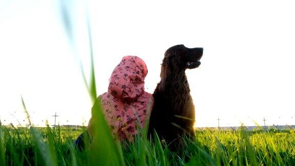 在夏日日落时分顺从的狗狗仍与主人坐在草地上爱尔兰塞特犬是最好的朋友