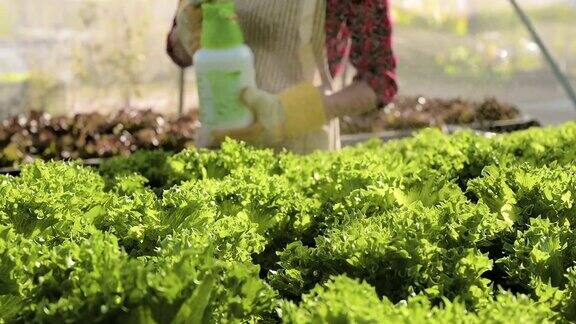 一位女农民用水喷洒生菜有机蔬菜在农场水培蔬菜在温室种植