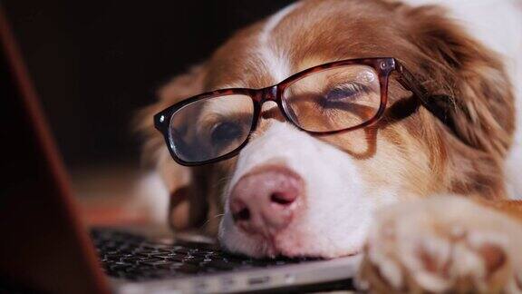 一只戴眼镜的狗睡在笔记本电脑旁边工作过度紧张的观念