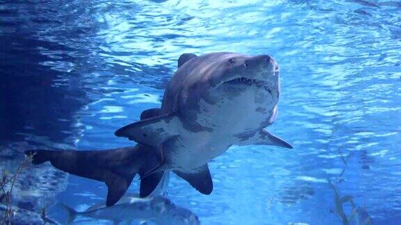 水下游动的鲨鱼