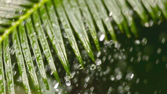 雨中的棕榈叶