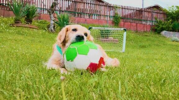 一只金毛猎犬在户外啃着一个扁平的足球