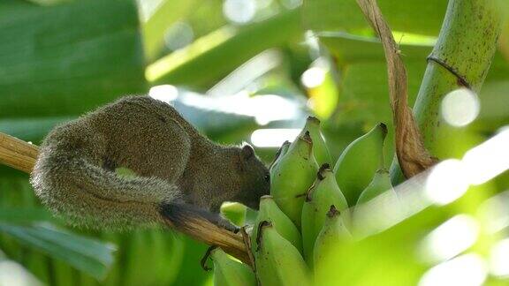 吃香蕉水果的松鼠
