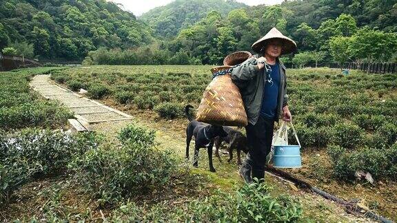 茶农一家人走到茶园去采茶叶