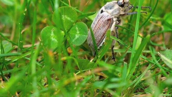 草丛中的五月虫甲虫