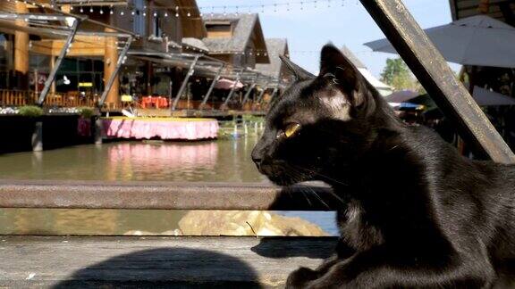 黑猫躺在芭堤雅水上市场的木码头上休息和舔食泰国