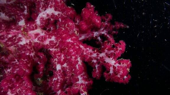 彩色的粉红色软珊瑚海底